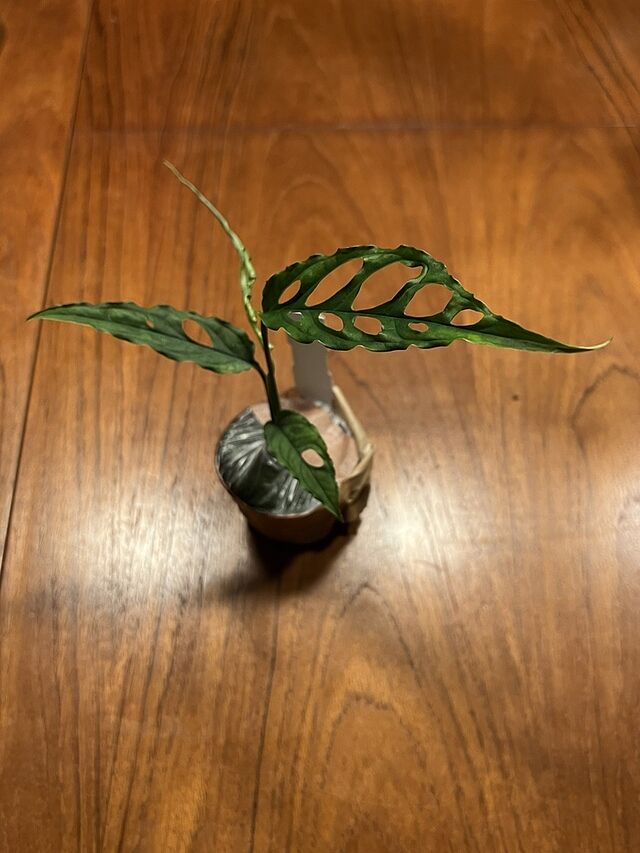 Monstera obliqua 'Peru Form' A little gem