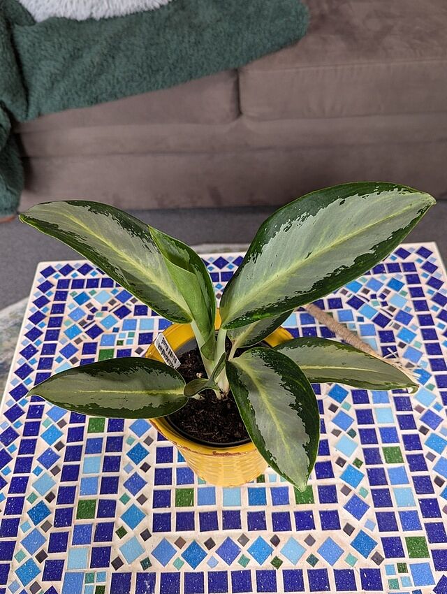 Aglaonema 'Silver Blue' Beautiful plant