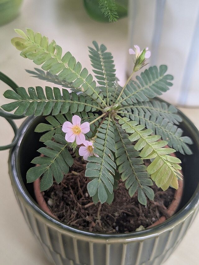Biophytum sensitivum I've named her Heidi!