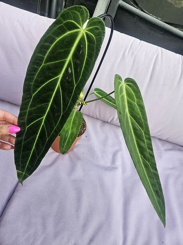 Anthurium warocqueanum | Queen Anthurium Such a Queen!