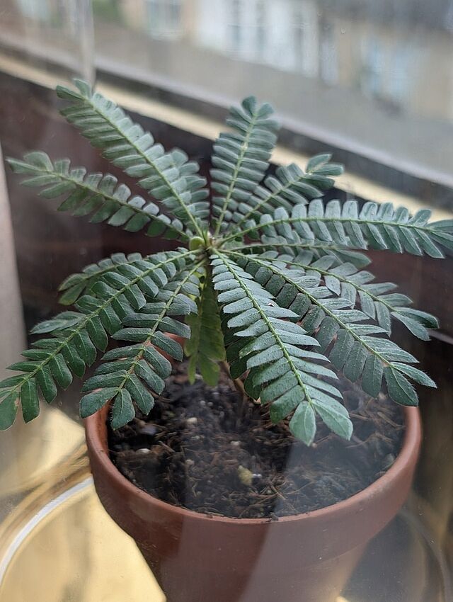 Biophytum sensitivum Finally got it!