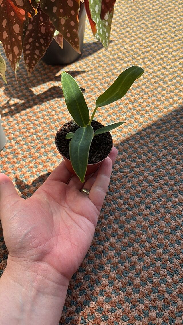 Anthurium warocqueanum | Queen Anthurium Baby plant