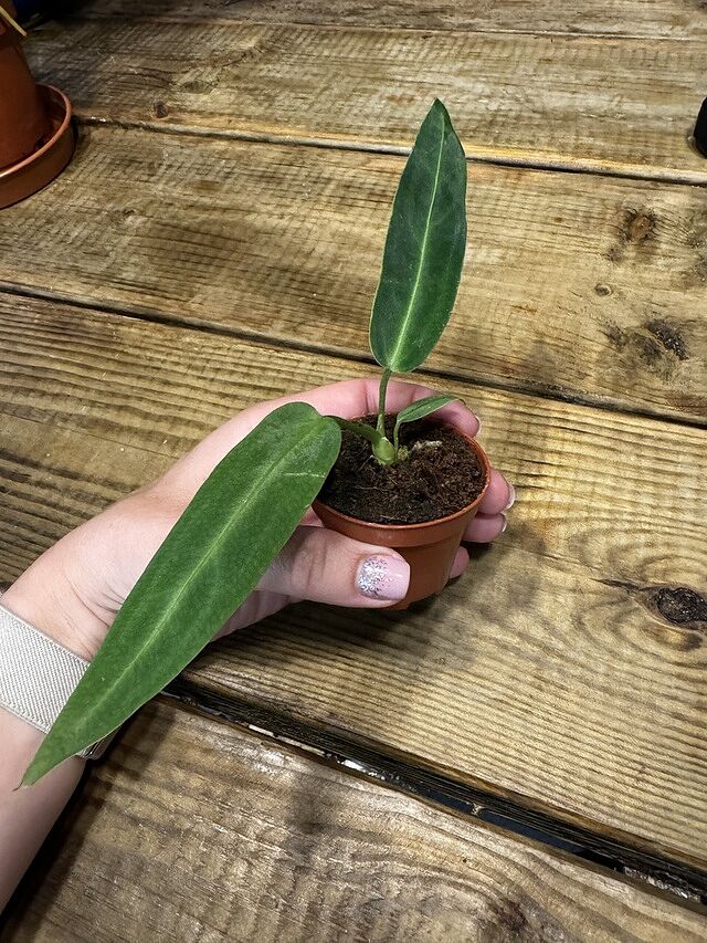 Anthurium warocqueanum | Queen Anthurium Plant has arrived well wrapped