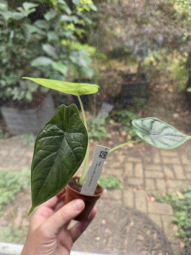 Alocasia 'Dragon Scale' Lovely plant, can't wait to see it grow.