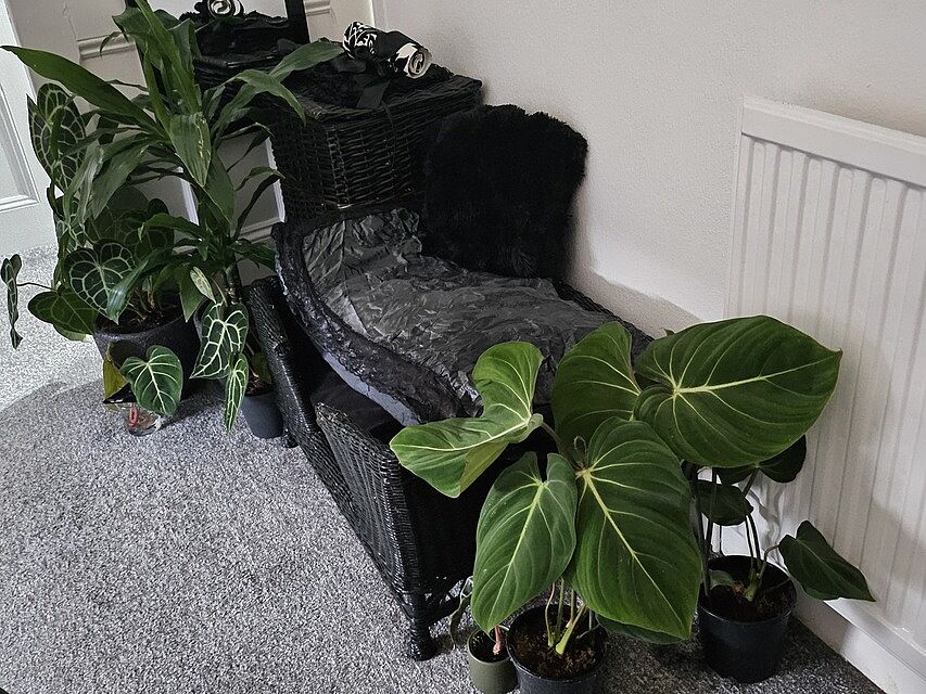 Philodendron gloriosum Absolutely gorgeous, I bought 2