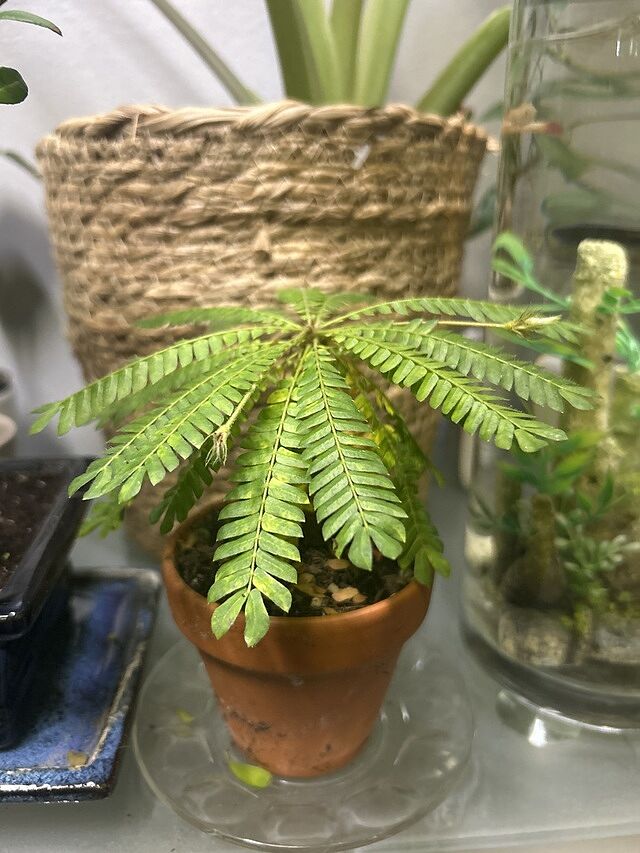 Biophytum sensitivum Beautiful rare plant