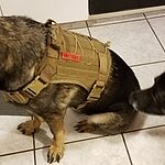 Image of Review by Paul K. on 19 Feb 2019 number 1