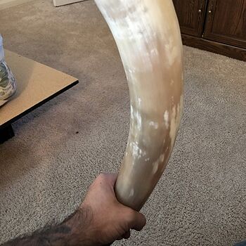 Drinking Horn, XL Great way to drink!