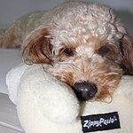 Image of Review by Gayjolly W. on 5 Jun 2019 number 1