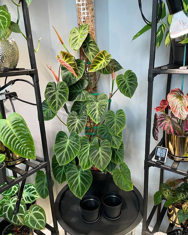Philodendron Verrucosum