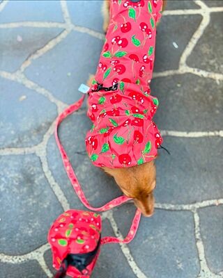 Strawberries / Cherry: Raincoat