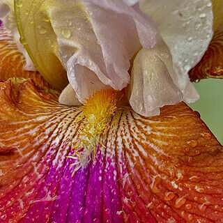 Lady Leigh Bearded Iris