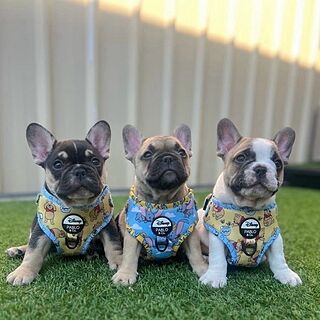 Winnie the Pooh & Bee's: Adjustable Harness