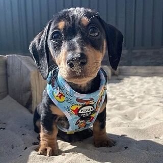 Toy Story - Slinky Dog: Adjustable Harness