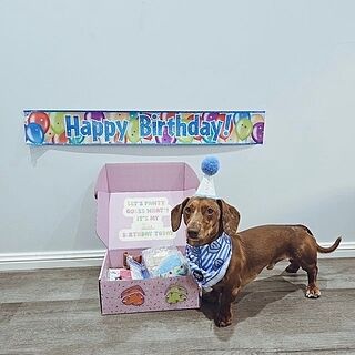 Birthday Boy - Dog Bandana