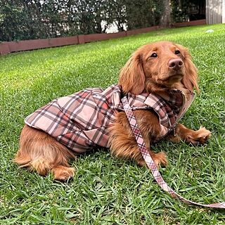 Kensington: Dog Leash