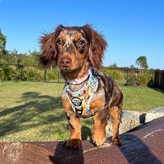 Winnie the Pooh & Bee's: Adjustable Harness