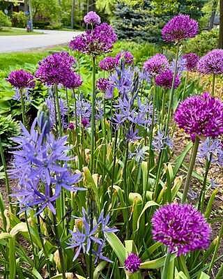 Persian Blue™ Allium