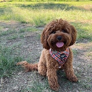 Tartan: Adjustable Harness