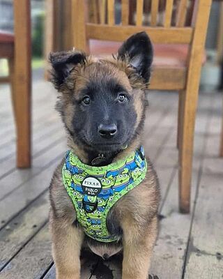 Toy Story - Aliens: Adjustable Harness