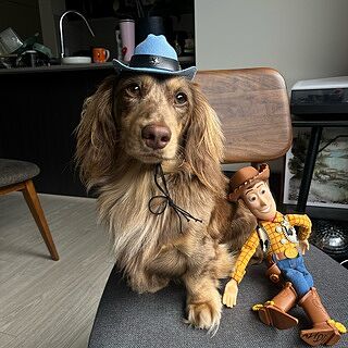 Pet Cowboy Hat