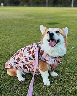 Winter Pooches / Kensington: Reversible Puffer Vest