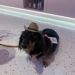 Pet Cowboy Hat