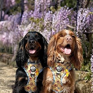 Winnie the Pooh & Bee's: Adjustable Harness
