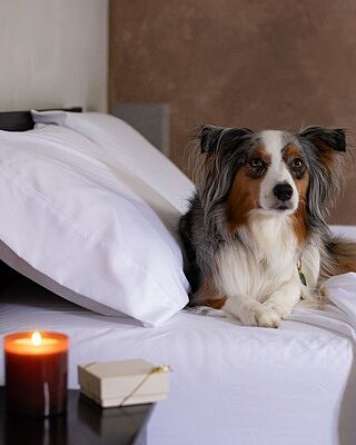 Classic White Sheet Set