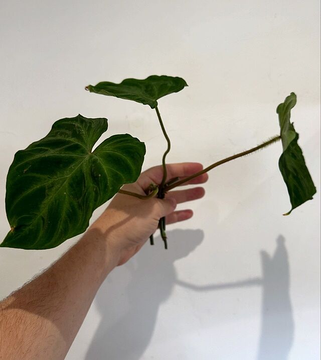 Philodendron Verrucosum