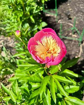 Bowl of Beauty Peony