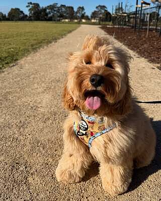 Winnie the Pooh & Bee's: Adjustable Harness