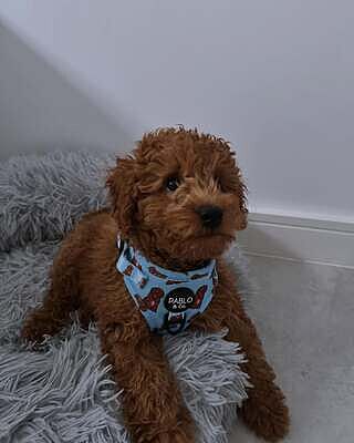 Cavoodle: Adjustable Harness