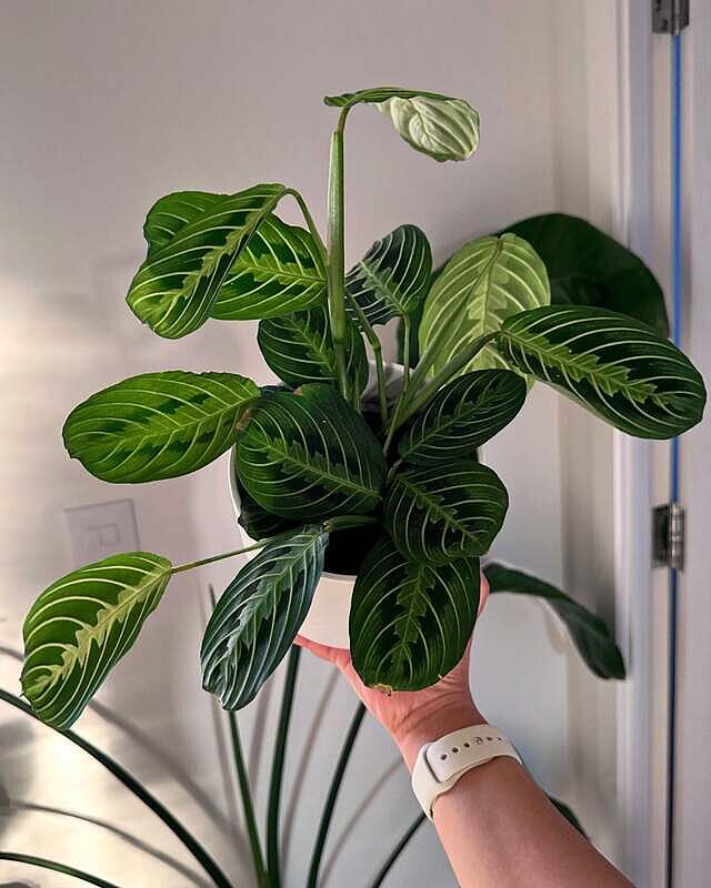 Maranta Lemon Lime | Prayer Plant