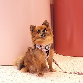 Piglet: Adjustable Harness