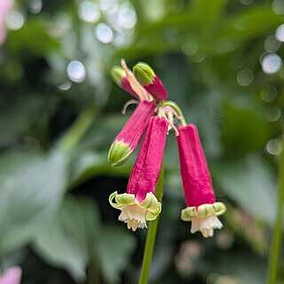 Firecracker Flower