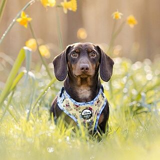 Winnie the Pooh & Bee's: Adjustable Harness