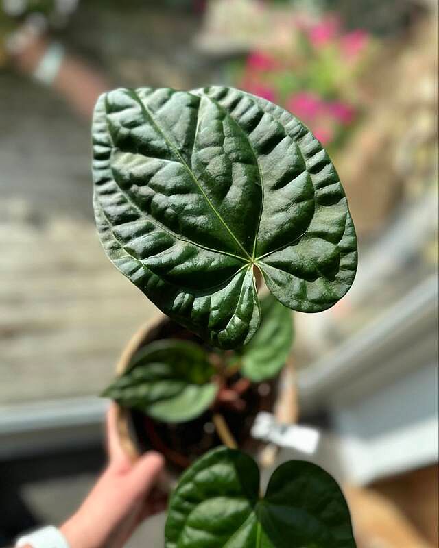 Anthurium regale x luxurians