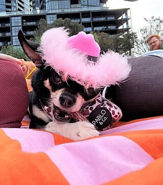 Pet Cowboy Hat