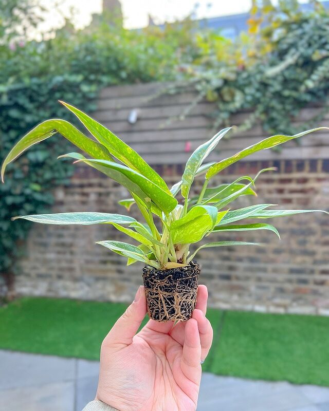 Philodendron Ring of Fire