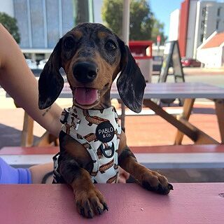Wiener Dogs: Adjustable Harness
