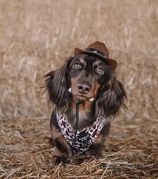 Rodeo: Adjustable Harness