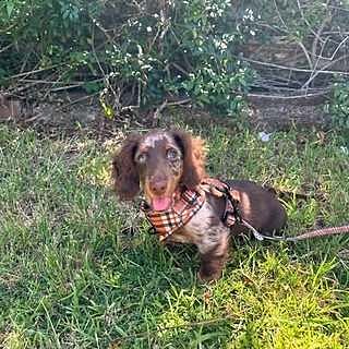 Vintage Plaid: Adjustable Harness