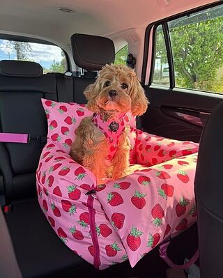 Strawberries: Adjustable Harness