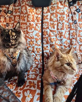 Winnie the Pooh & Bee's: Step In Cat Harness
