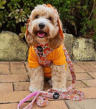 Flowers in the Field: Adjustable Harness