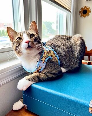 Winnie the Pooh & Bee's: Step In Cat Harness