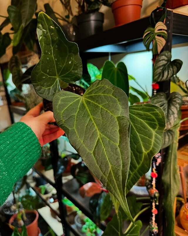 Anthurium Delta Force