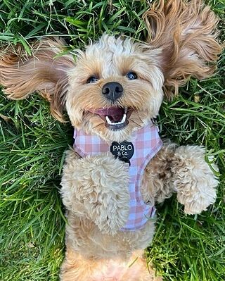 Chocolate Gingham: Adjustable Harness