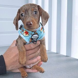 Toy Story - Slinky Dog: Adjustable Harness